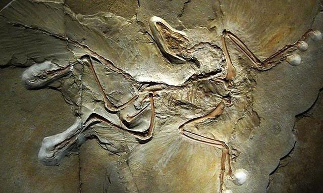 Archaeopteryx Fossil