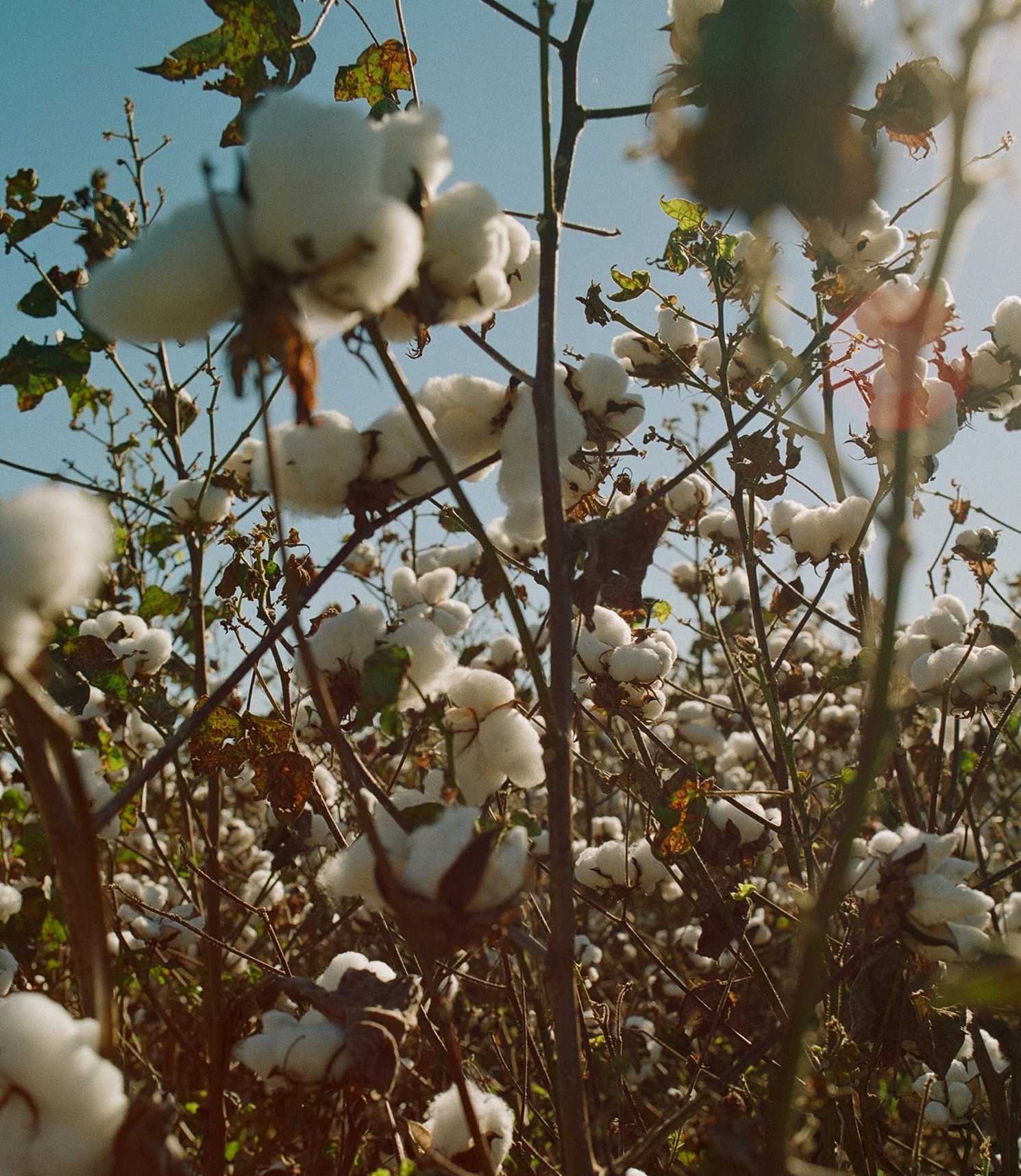 An inside look at the AGOLDE Regenerative Cotton Program and sustainable textile sourcing initiative.